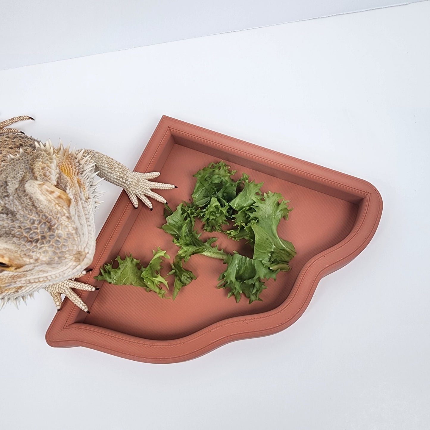 Corner salad/feeding dish for bearded dragons and leopard geckos/ accessories and decor