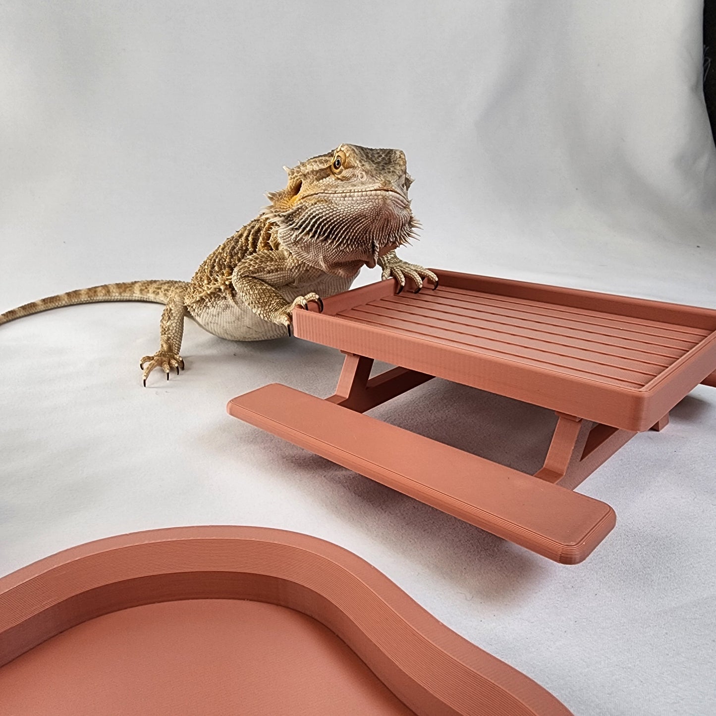 Bearded Dragon Sahara Bundle | Lounge chair, Picnic Table Greens Dish, and Personalized Water Dish