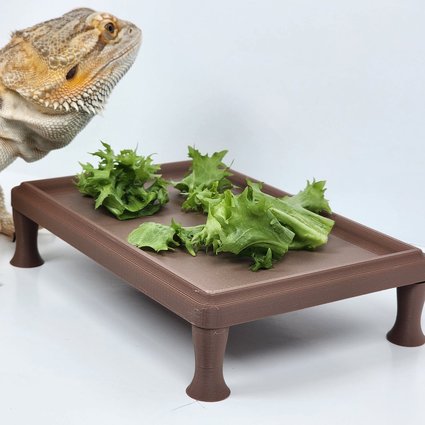Reptile Coffee table / Large food dish for bearded dragon / miniature coffee table/ Reptile decor | Exclusive color!