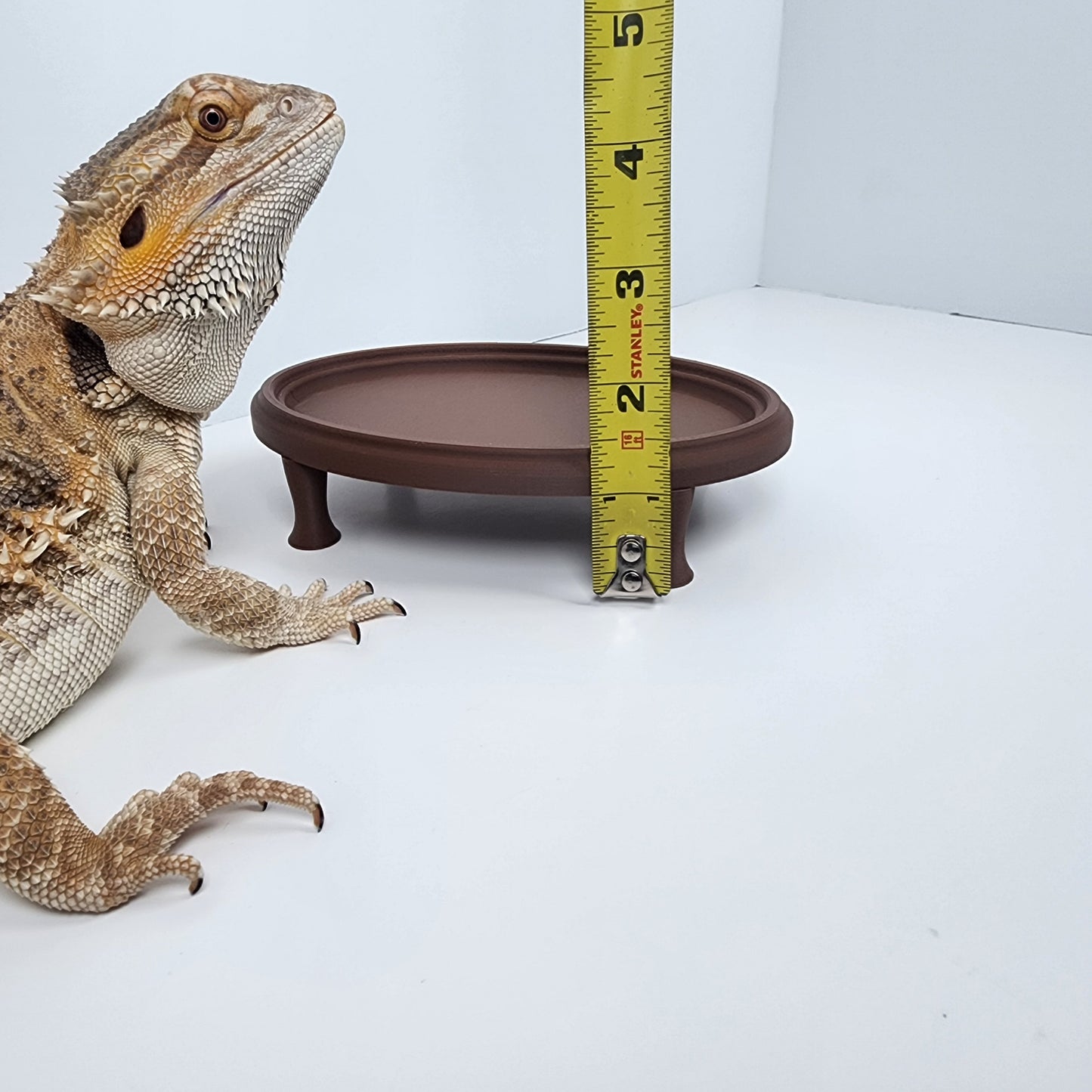 Oval Reptile Coffee table / Large food dish for bearded dragon and Gecko / miniature coffee table/ Reptile decor | EXCLUSIVE